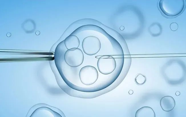 授孕的生理机制